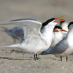 Elegant Tern